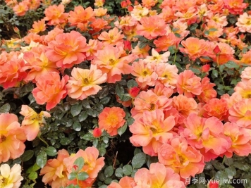 22項(xiàng)園林養(yǎng)護(hù)技術(shù)