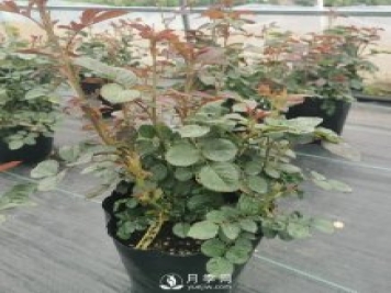 地栽月季幾月份移栽好？