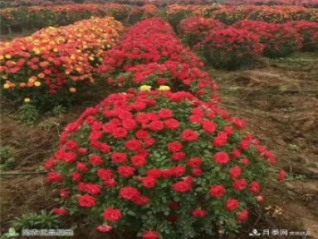 月季之鄉(xiāng)，漫步南陽市石橋鎮(zhèn)細嗅花香飄九州