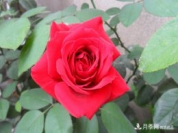 香水月季栽培中如何修剪養(yǎng)護(hù)？