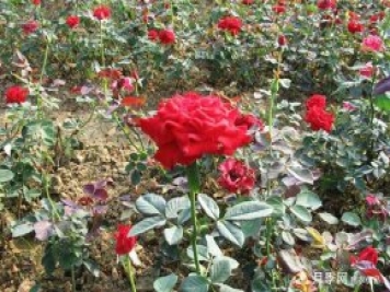 地被月季小知識(shí)和紅帽子月季品種推薦