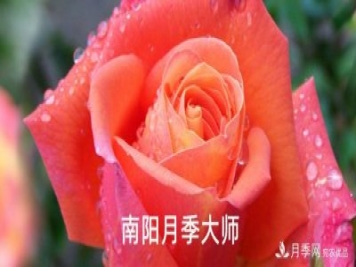 南陽市首批13名南陽月季大師名單都有誰？