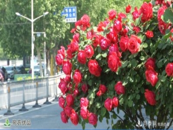 美不勝收芳香怡人！濟(jì)寧街頭月季花開正艷