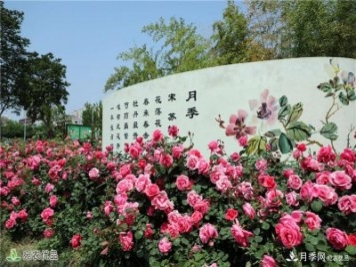南陽市:從南陽月季看農(nóng)業(yè)電商發(fā)展