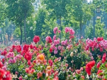 萊州月季，任尚泉月季花海里的兵支書(shū)