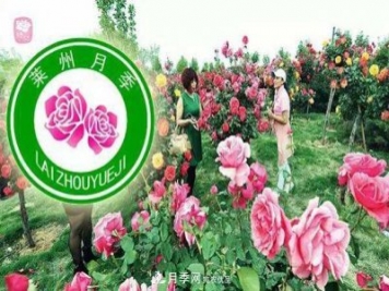 山東有三座城市以花聞名，除了菏澤牡丹平陰玫瑰，還有萊州月季之都