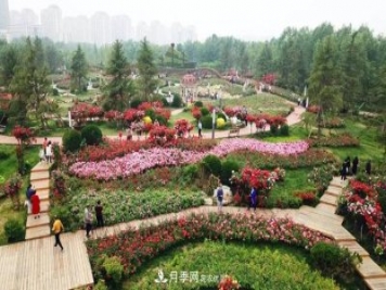 提升月季景觀，月季補植為河北廊坊城區(qū)綠化“錦上添花”
