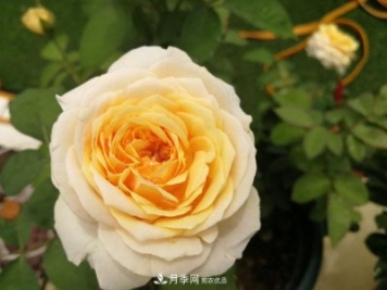 朱麗葉（Juliet）月季——值得養(yǎng)護(hù)的切花月季品種