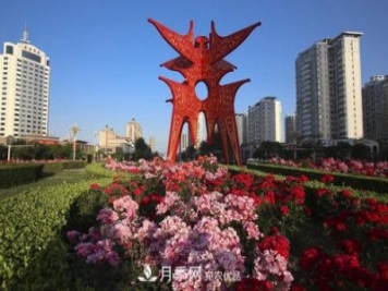 商丘市花月季爭相盛放，增艷商丘市容