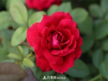 月季夫人蔣恩鈿，是她把月季花種到了人民大會堂