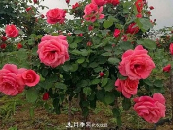 多種選擇，樹狀月季用什么樹做樹樁比較好？