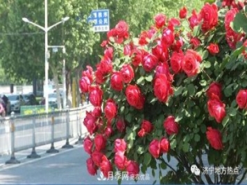 山東濟(jì)寧街頭月季花開正艷 芳香怡人