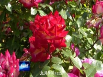 青島嶗山月季花開(kāi) 四條步行道成網(wǎng)紅