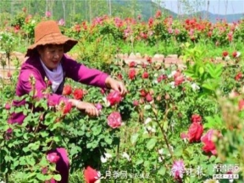 山東淄博沂源60畝月季花競(jìng)放，美麗產(chǎn)業(yè)助推特色鄉(xiāng)村旅游
