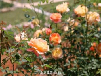 萬紫千紅！湖南益陽安化“茶鄉(xiāng)花?！痹录臼㈤_