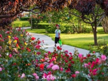 冉冉初夏，河北秦皇島十余處月季花海等你邂逅！