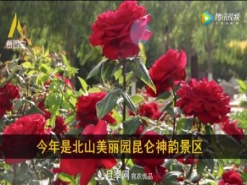 青海西寧第七屆月季展，北山美麗園20多萬株月季盛開！