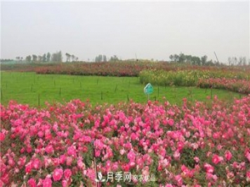 豐花月季常用品種？城市綠化適合用多花月季