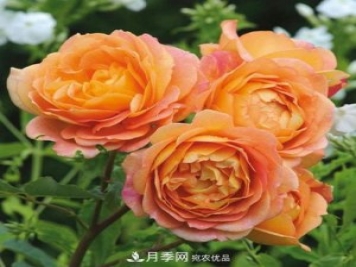 兩廣福建應(yīng)該種什么月季品種？