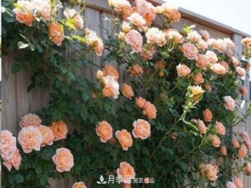 廣東種月季，首選這15個(gè)品種，一年花開(kāi)10個(gè)月！