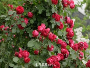 月季紅色龍沙寶石是什么特性？