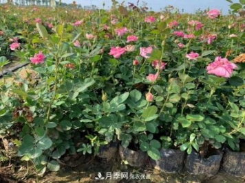 南陽樹狀月季，大花月季，基地直銷，貨源充足，推薦南陽月季