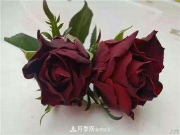 云南錦海舉辦月季新優(yōu)品種推介會 56個切花月季新品種各展嬌姿