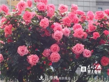 樹狀月季很養(yǎng)眼，云南昆明上萬株高稈月季熱情綻放