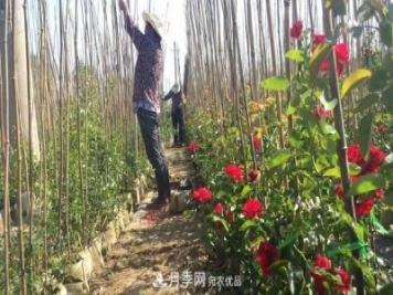 南陽市石橋鎮(zhèn)：農民發(fā)家致富 月季功不可沒