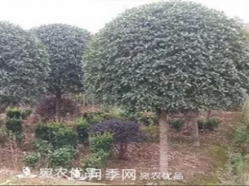 南陽(yáng)精品桂花球，3-5公分桂花苗桂花樹(shù)