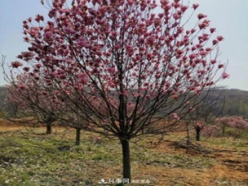 玉蘭之鄉(xiāng)，紫玉蘭紅玉蘭白玉蘭廣玉蘭二喬玉蘭的區(qū)別和價(jià)格