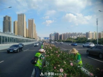 武漢園林工人高溫下修枝除草，守護城市月季景觀
