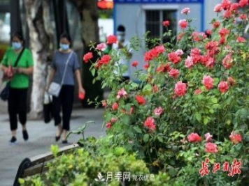 烈日下，武漢城區(qū)月季盛情開放(圖集)
