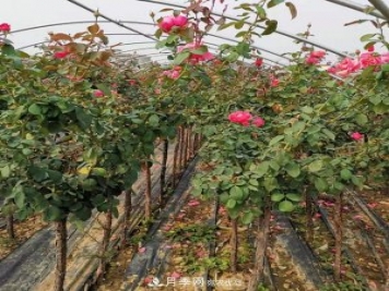 3-5分工程月季樹批發(fā)就來這樣的月季基地，量大品優(yōu)