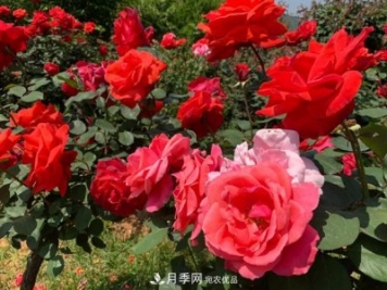 湖北黃石這個地方2000棵月季花怒放…