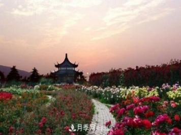 中國(guó)月季園打造“世界月季王臺(tái)”