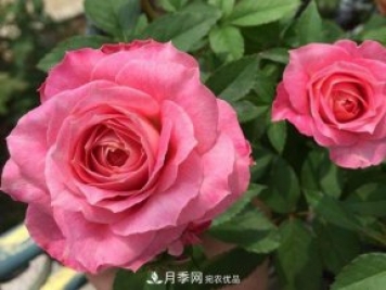 最齊全的適合陽臺養(yǎng)的月季品種系列，來看一看