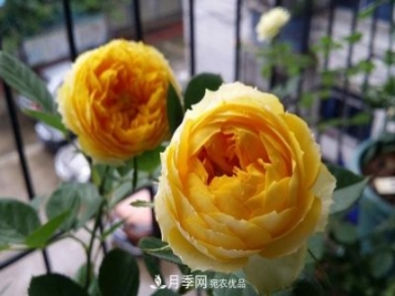 微型月季-金絲雀要怎么修剪？