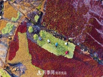 湖北宜昌長(zhǎng)陽(yáng)：木瓜成為致富瓜