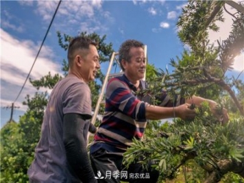 一樹一景，湖南長沙花木造型師的“雙搶”季