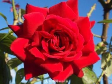紅衣主教大花月季，花型漂亮，非常耐開(kāi)