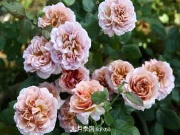 10種復(fù)古色月季，氣質(zhì)炸裂！花友值得入手！