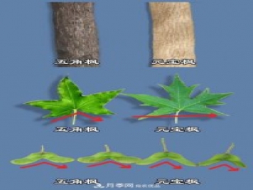 只用一張圖片，讓你馬上分清五角楓和元寶楓的區(qū)別