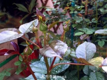 月季的常備藥品有哪些？收好了！