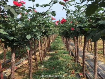 青海樹狀月季苗圃培育，月季嫁接栽培技術