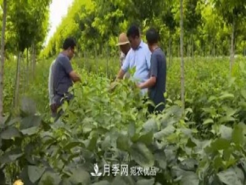 河南商丘男子種苗木，半年營業(yè)額達3000萬