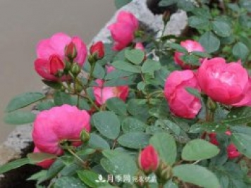 安吉拉月季的優(yōu)缺點(diǎn)是什么？ 如何養(yǎng)殖