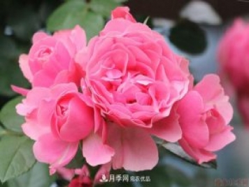 藤本月季粉色達芬奇的優(yōu)缺點是什么？