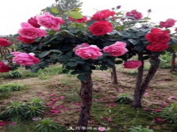 月季網(wǎng)10公分的樹狀月季價格多少錢一棵？