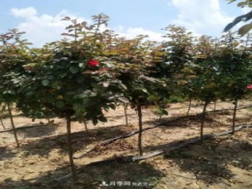 供應(yīng)各種規(guī)格的樹狀月季，樹樁月季，小青桿月季